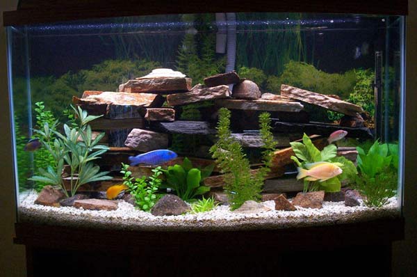 Decorated Fish Aquarium